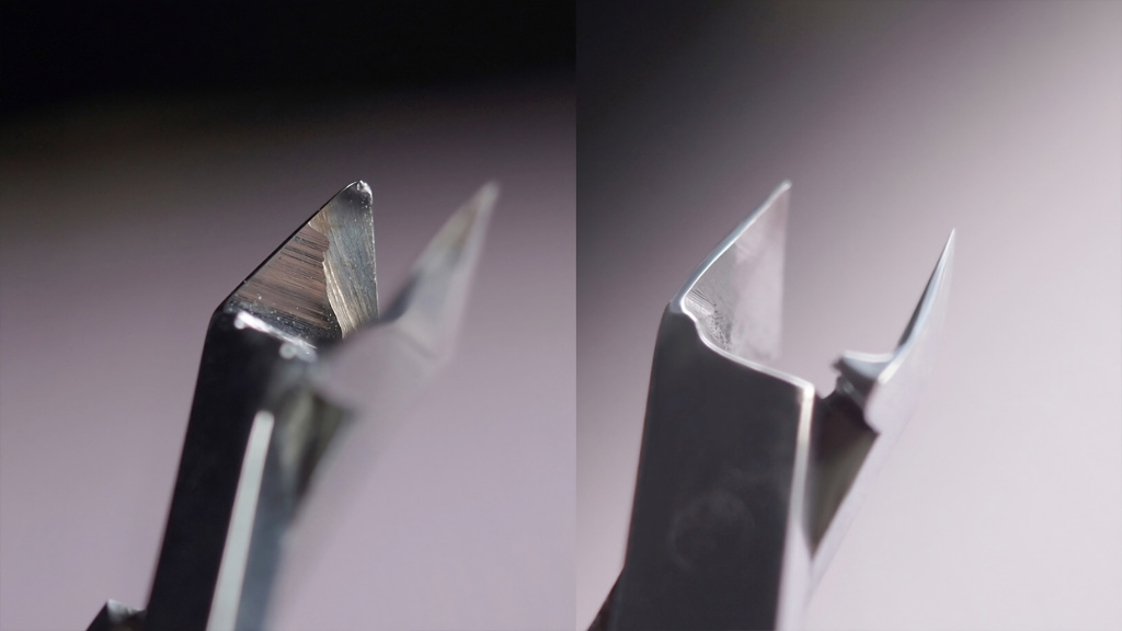Clești_macro-transformed.jpeg